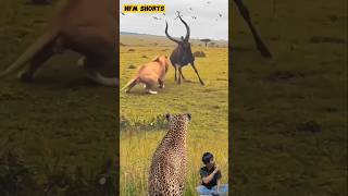 Menegangkan!!! Macan Tutul Melihat Singa Vs Wildebeest Sedang Bermain Kepala. 🤣