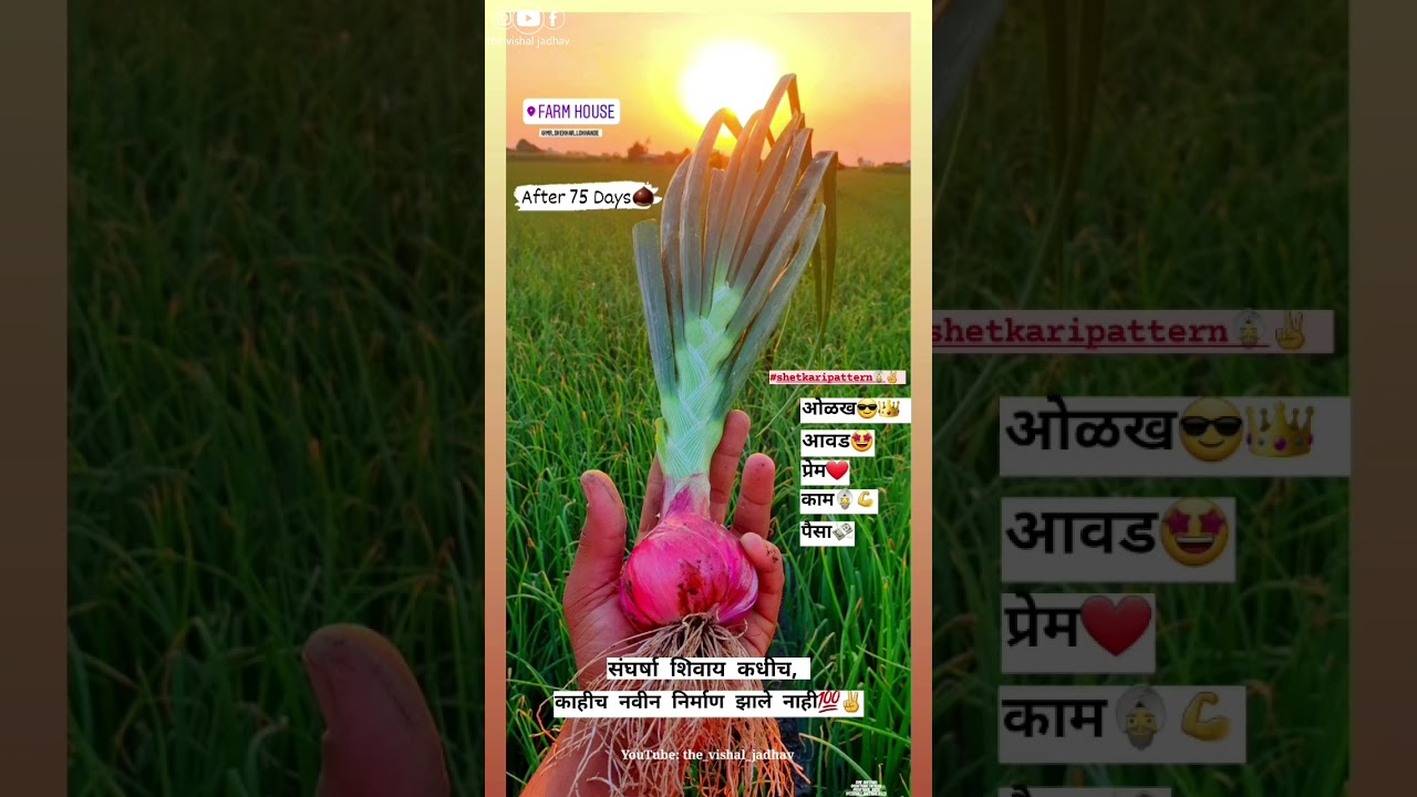 Onion Farm ( after 75 days ) | मातोश्री फार्म NASHIK  | WhatsApp status |the vishal jadhav