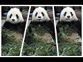 20240426 親子活動遊客多 圓寶吃完忽定格(早餐) Giant Panda Yuan Bao