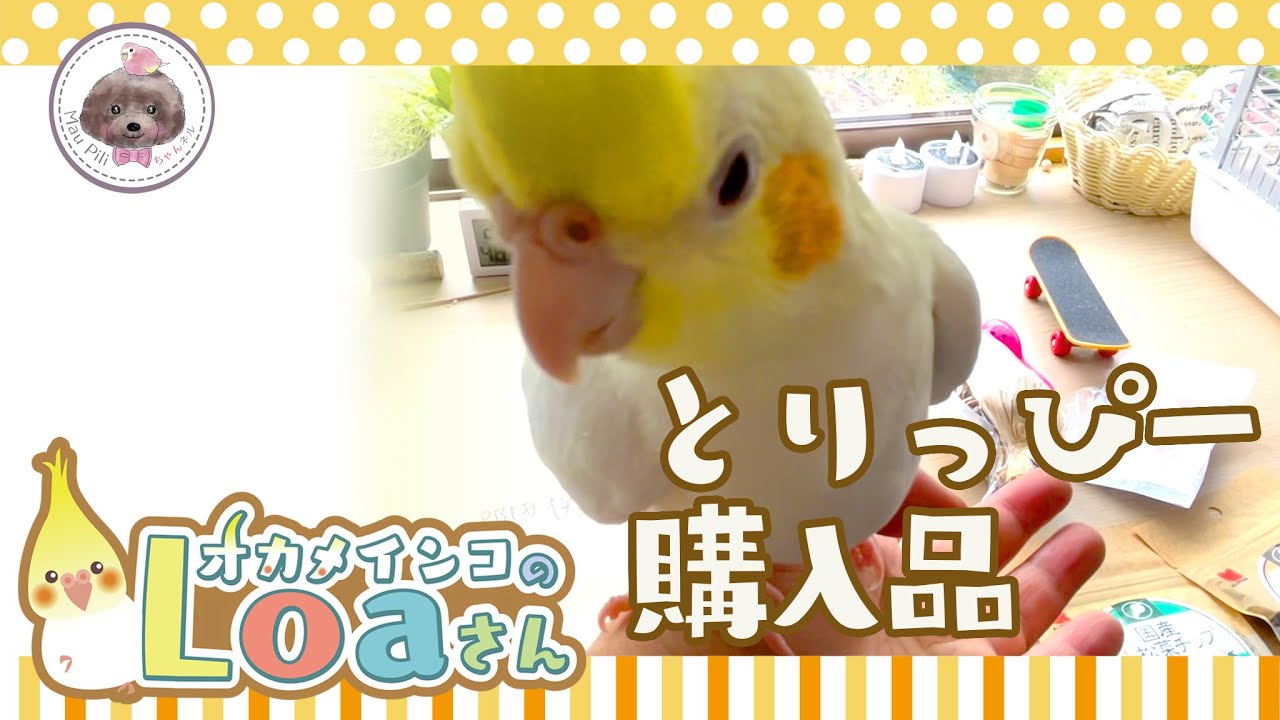 【とりっぴー購入品】PBFD検査キットを購入したよ！