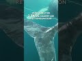 AUSTRALIEN: Spektakulär! Wal aus Fischer-Netz befreit I WELT #shorts