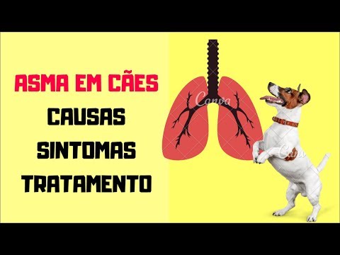 Vídeo: Seu Cão Tem Asma?