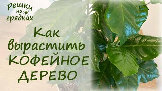 Кофейное дерево Уход и содержание в домашних условиях