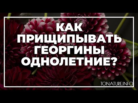 Как прищипывать георгины
