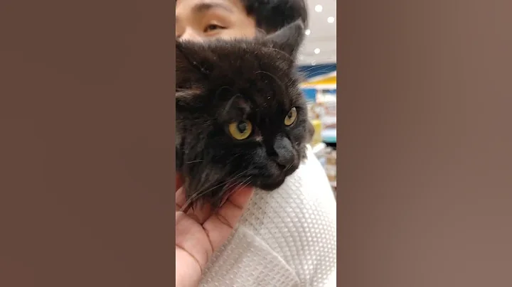 Video 11164181: persian cats catlover, persian cat meets, black persian cat