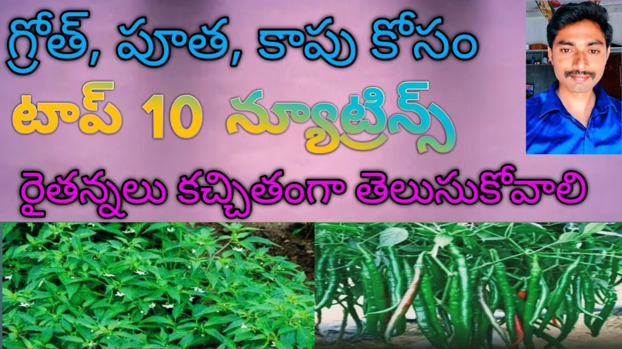 మెత్తదనం, పూతలు రావడానికి మంచి కాపు కోసం మీరు ఈ నూట్రిన్స్ గురించి ఖచ్చితంగా తెలుసుకోవాలి