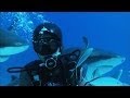 Understanding Shark Behavior and Feeding
