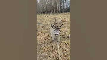 Встреча с косулей Рогатиком❤ #забавныеживотные #косуля #roe #roedeer #funnyanimals #wildanimals