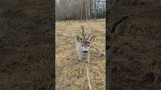 Встреча с косулей Рогатиком❤ #забавныеживотные #косуля #roe #roedeer #funnyanimals #wildanimals