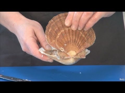 Scallop Resources For Seafood Chefs Introduction-11-08-2015