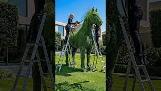 Turning Ordinary Shrubs Into a Horse Topiary