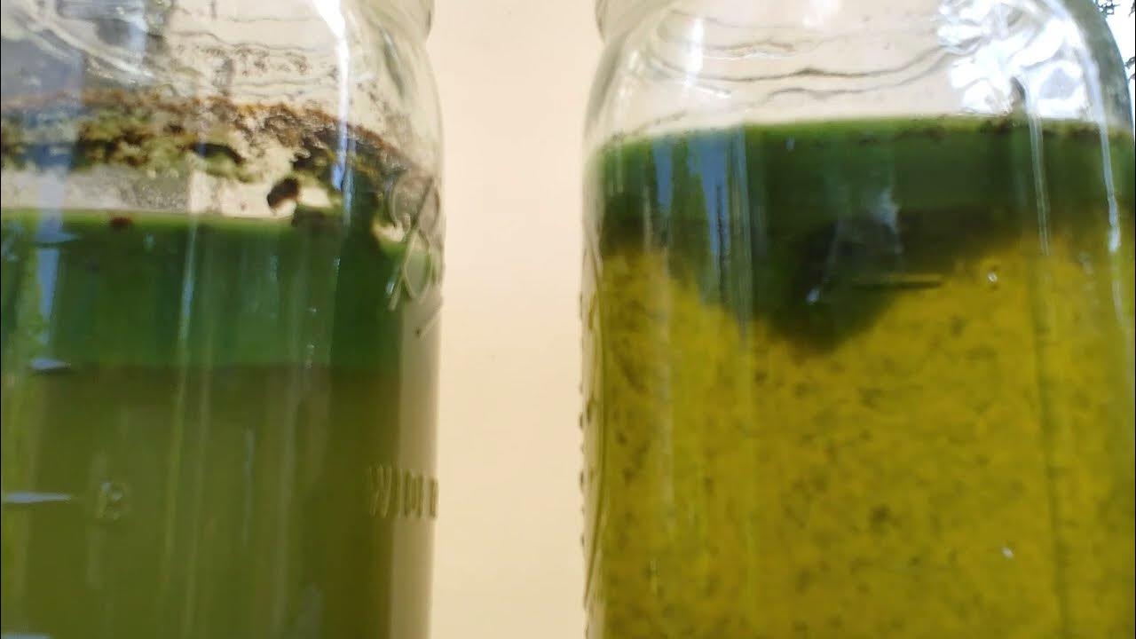 Blue Green Algae Control, Demonstrates How to Kill Blue Green Algae, A