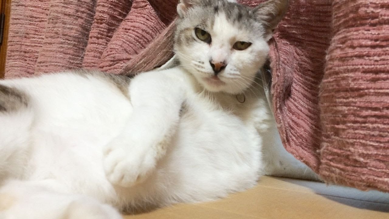 ちょっとメタボな猫の毛づくろい Youtube