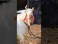 beautiful male goat #funny_goat #goat #short #viral