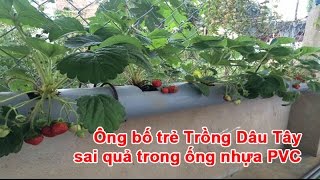 Ông bố trẻ Trồng Dâu Tây sai quả trong ống nhựa PVC