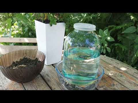 Вкуснейший ферментированный чай из листьев малины