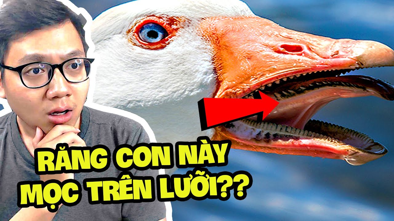 Bên Trong Miệng Của Động Vật Là Thế Này Ư? - youtube