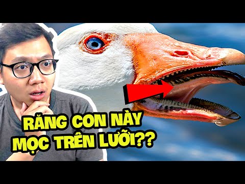 Video Bên Trong Miệng Của Động Vật Là Thế Này Ư? - youtube