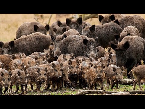 How American Farmers Deal With Millions Of Wild Animals - Farming Documentary