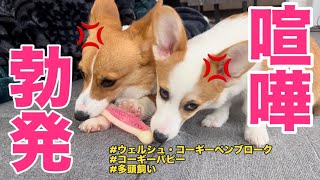 喧嘩勃発。喧嘩するほど仲がいいパピーコーギー姉妹。 #コーギー犬 #コーギー #コーギー子犬 #ウェルシュコーギーペンブローク #多頭飼い #パピー #vlog #犬のいる暮らし #犬のいる生活