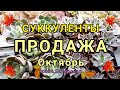 Суккуленты. Продажа. Октябрь 2021.