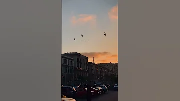 والله ابدا عمرو دياب 