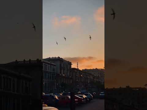 والله ابدا عمرو دياب