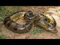 Exploring the Fascinating World of Venomous Snakes at Mysore Zoo! Must-See Encounters #SnakeKingdom