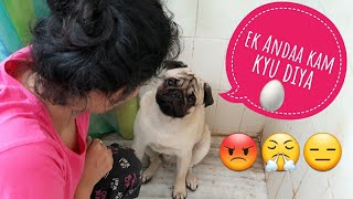 Upset Over EggsMy Pug Sits in Bathroom | Funny Captions