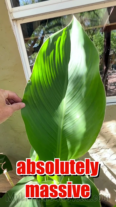 Plants Grow CRAZY Size from Copper - Electroculture Results - #electroculture #copper #magnets