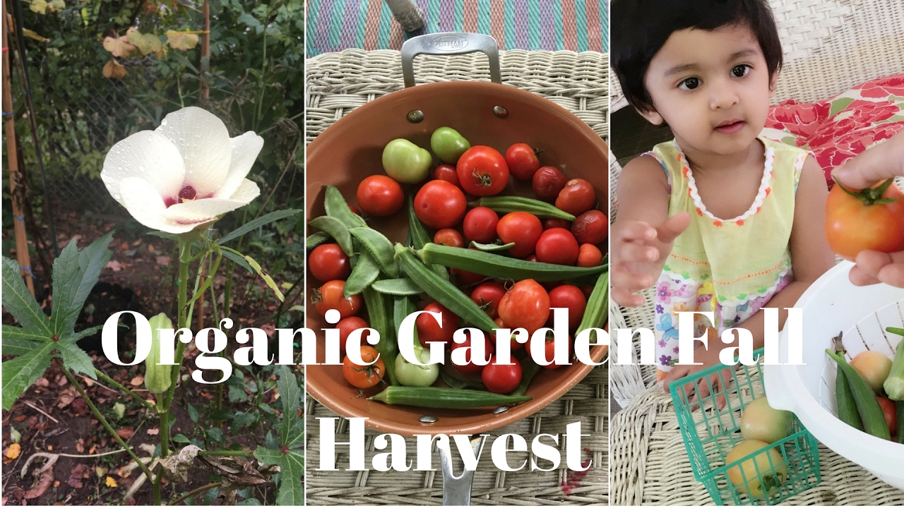 Organic Garden Fall Harvest !