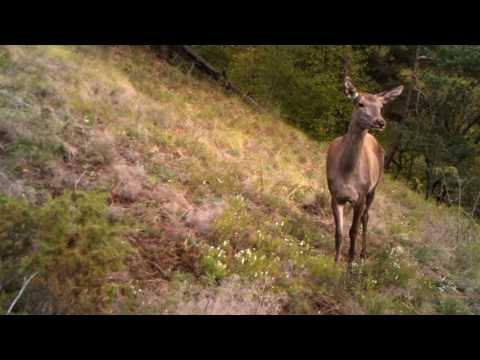 ირემი ბორჯომ-ხარაგაულის ეროვნულ პარკში | Borjomi-Kharagauli National Park