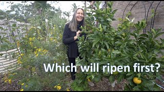 This Patch of Earth #5 - Taste testing the Valencia orange