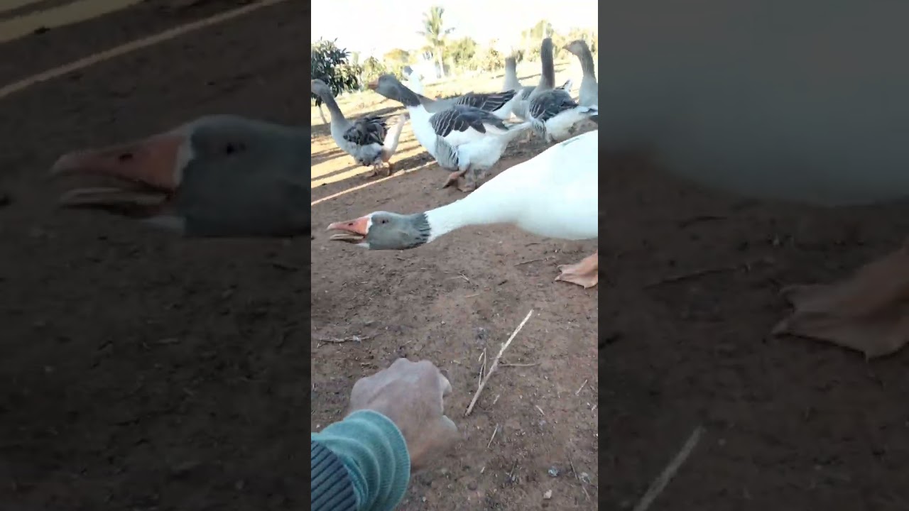 وزة شرسة🦢🔥💪🥰The goose is fierce#The goose