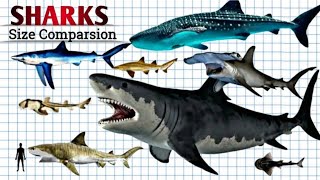 Shark Size Comparison | Living vs Extinct 