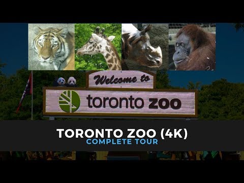 Vídeo: Recorregut Turístic A Peu Per Toronto: Excursions Inusuals A Toronto