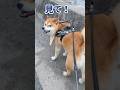 柴犬とカニ #きりぬき #柴犬スティーブ #アフレコ #アテレコ #コーギー