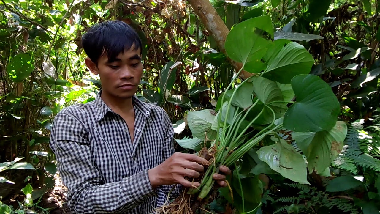Cuộc sống mưu sinh của người con của rừng - YouTube
