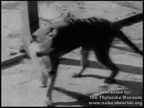 Thumb of Male Thylacines Had Pouches, Too (To Protect Their Scrotums) video