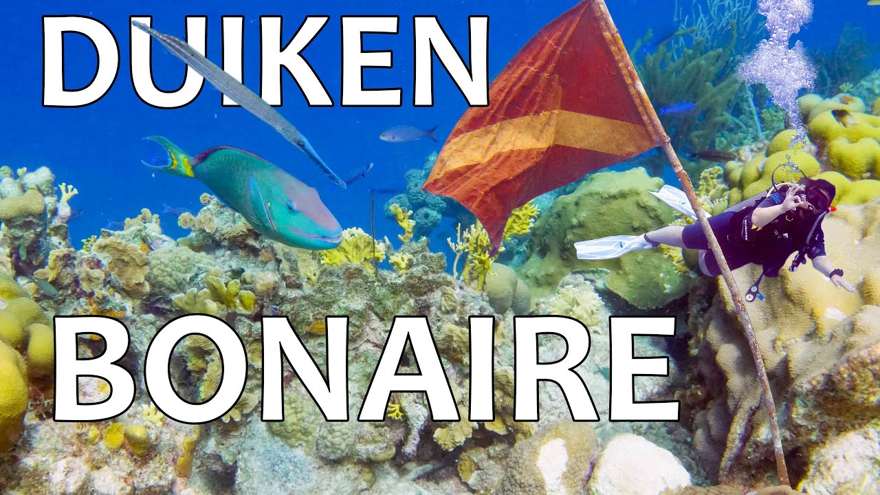 VAKANTIE BONAIRE 5🌴DUIKEN! 🤿 Scuba Diving CLIFF Hamlet Oasis Dive