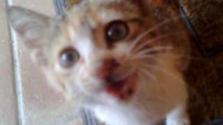 Abandoned Kitten by Ellinikoscat 481 views 14 years ago 23 seconds