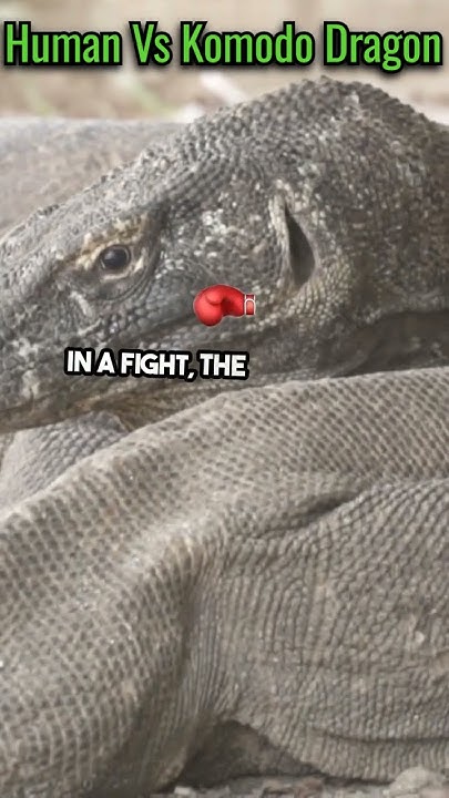 Can A Human Beat A Komodo Dragon shorts science facts YouTube can-a-human-beat-a-komodo-dragon-shorts-science-facts-youtube