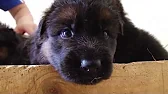 Сергей Ахтырец