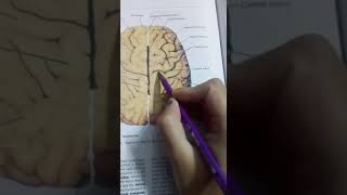 Cerebrum neuroanatomy part 2