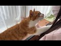[前回続き]猫を他人に任せた結果まさかの反応にゾッとした。