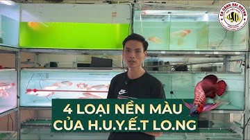 4 loại MÀU NỀN VẢY mà anh em cần biết trước khi đi lựa 1 chú H.UYẾT LONG #cacanhoaihuynh 