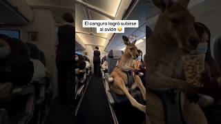 El Canguro Siempre Sí Logró Subirse Al Avión