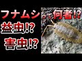 【ゆっくり】群れると成長する!フナムシの不思議な生態とは?