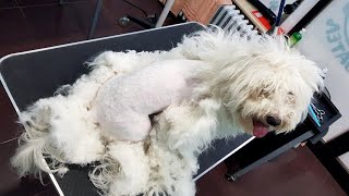 Grooming The Biggest Most Matted Maltese Ever