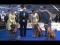 Tosa Inu at Euro dog show 2018 Warsaw